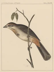 Birds, Plate XXIX